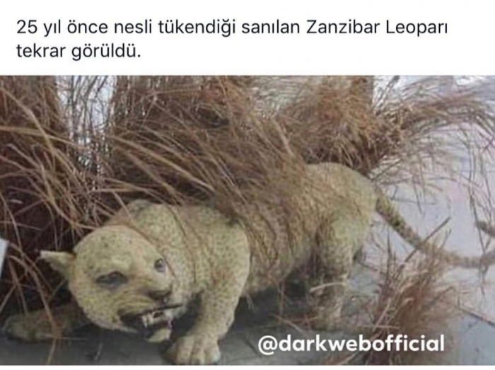 zanzibar leoparı