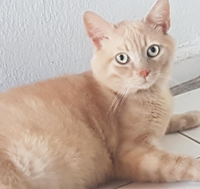 kayıp kedi