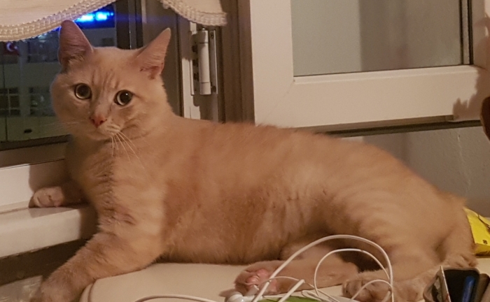 kayıp kedi