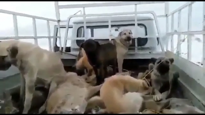 uludağ yazarı çomarlar elimizde