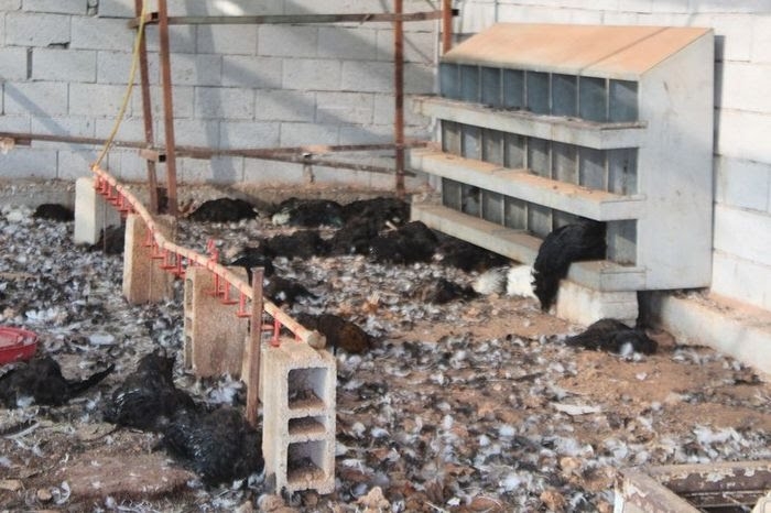 antalya daki çiftlik kredisi katliamı