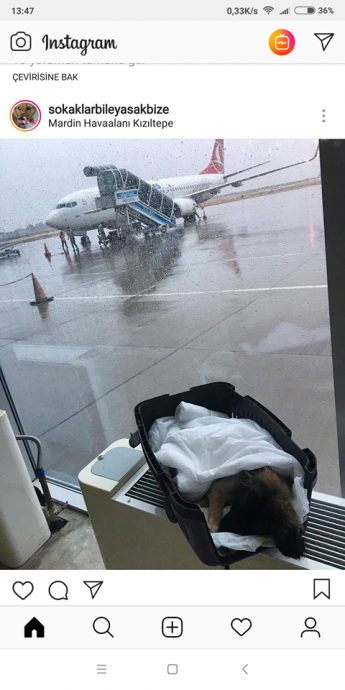 thy nin almadığı köpeğin ölmesi