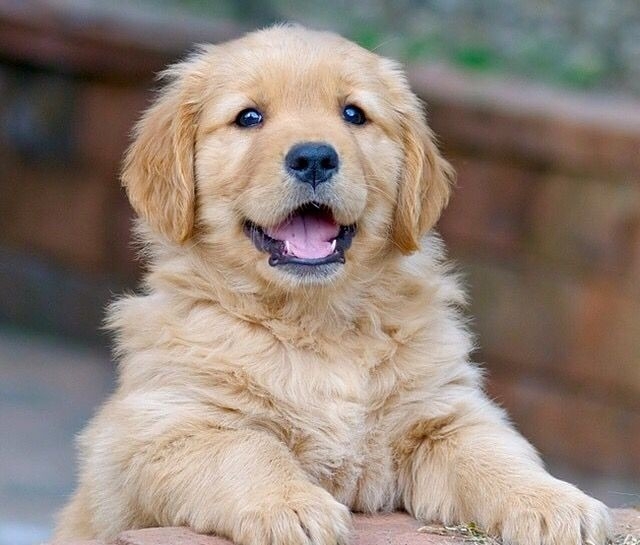 köpekler dururken kedilerin sevilmesi