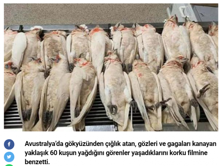 gökyüzünden gözleri kanayan kuş yağması