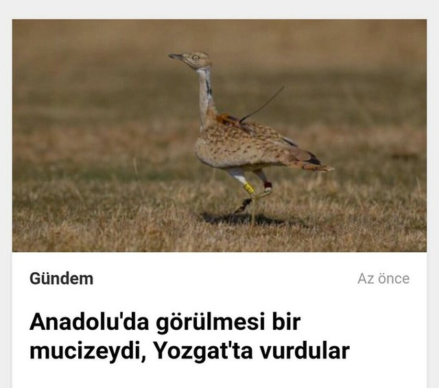 7 yıldır görülmeyen kuşun yozgat ta vurulması