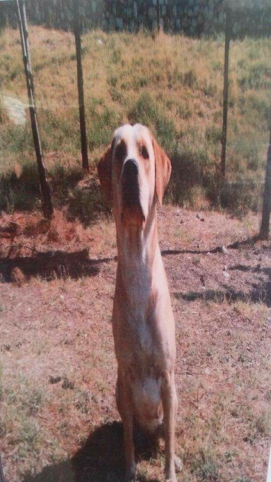 19 04 2018 mayın arama köpeği hünerin fedarkarlığı