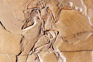 archaeopteryx kuşların atası dinozor