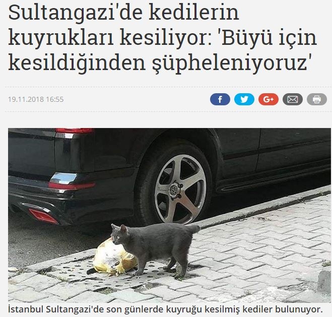 sultangazi de kedilerin kuyruklarının kesilmesi
