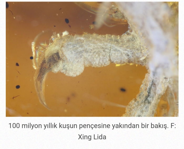 kehribar içinde 100 milyon yıllık yavru kuş fosili