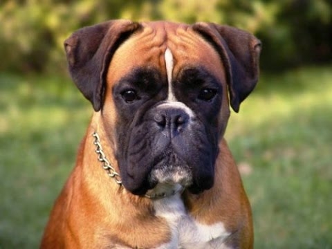 boxer cinsi köpek