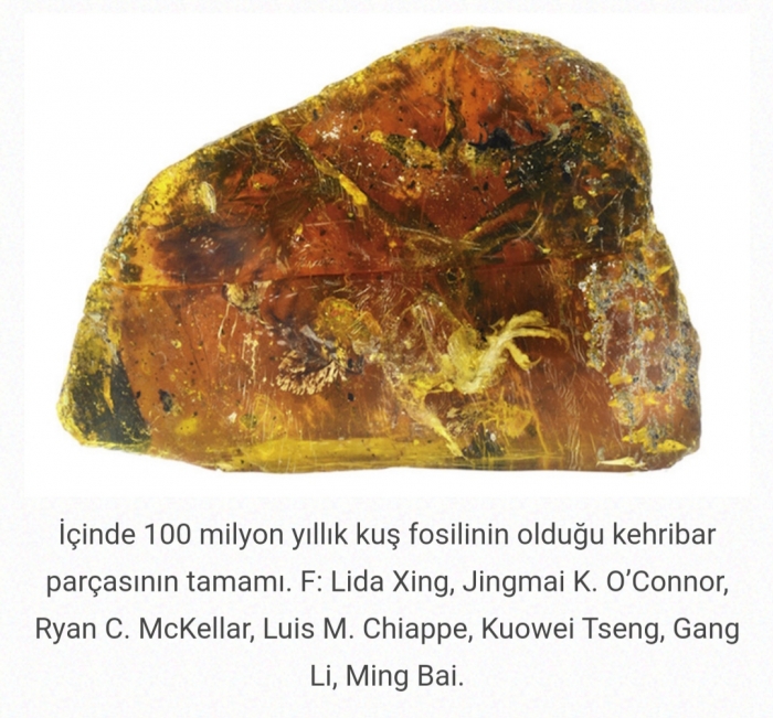 kehribar içinde 100 milyon yıllık yavru kuş fosili