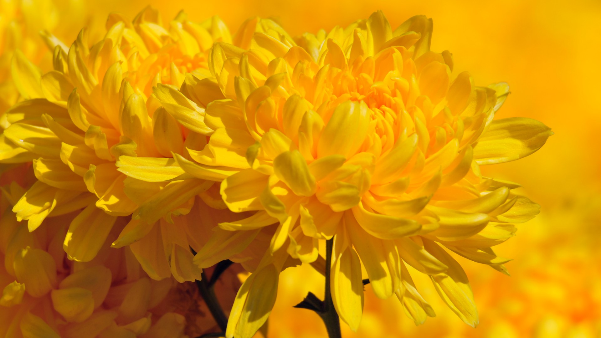 Солнечные цветы хризантемы