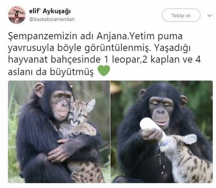 şempanze anjana