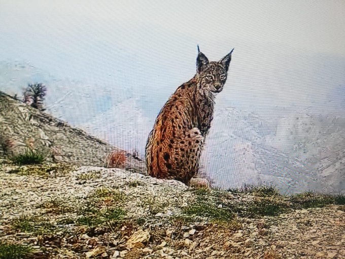şırnak ta jöh lere poz veren karakulak