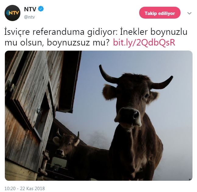 inekler boynuzlu mu olsun boynuzsuz mu