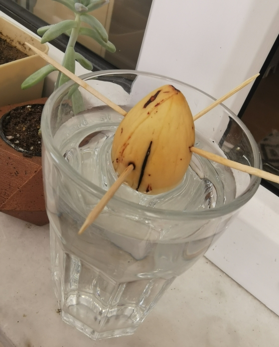 avokado çekirdeği çimlendirme