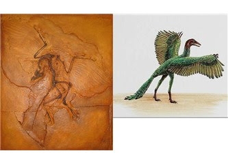 archaeopteryx kuşların atası dinozor