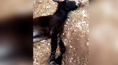 ayakları telle bağlanıp ölüme terk edilen eşek