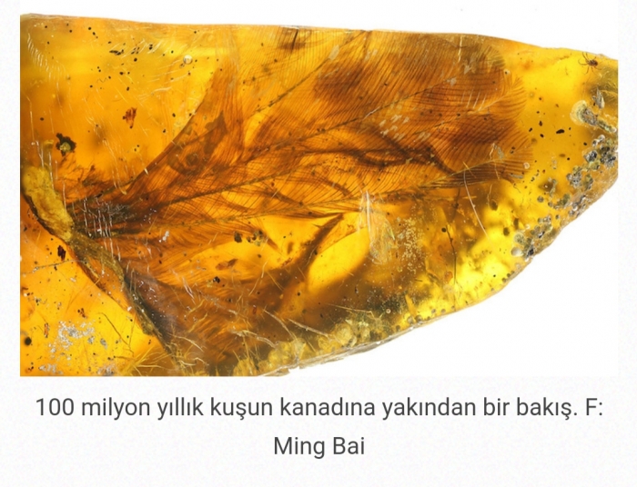 kehribar içinde 100 milyon yıllık yavru kuş fosili