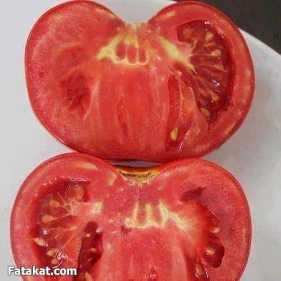japon uzmanların tanrının varlığını kanıtlaması