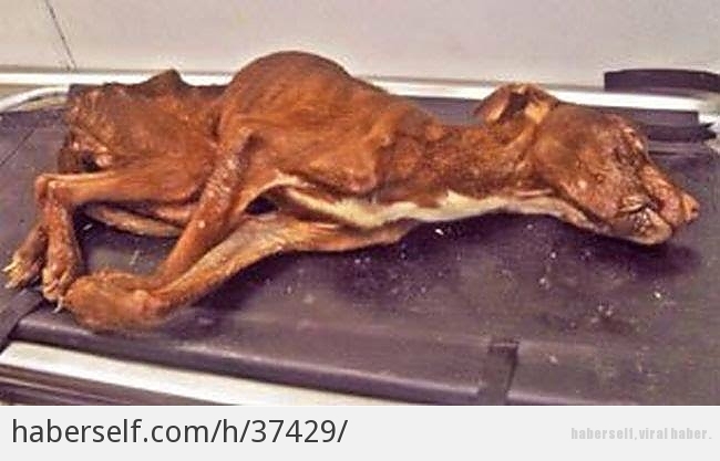 Çöp Poşetine Koyulup Çöpe Bırakılan Zavallı Köpeğin Tekrardan Hayata Dönüşünden İçinizi Isıtacak 11 Kare