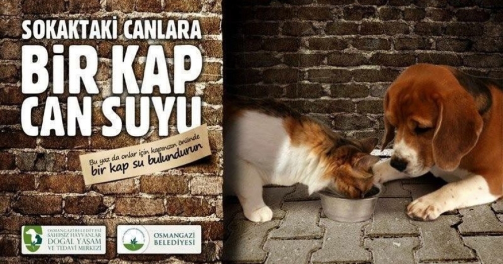 Hayvanlar Aleminden İnsanlara Örnek Olması Gereken 13 Yardımlaşma Örneği