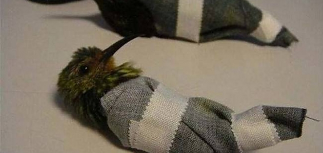 Yurtdışına Kaçırmak İstediği Kuşları Pantolonunda Saklayan Kaçakçının Yakalanışından 6 Fotoğraf