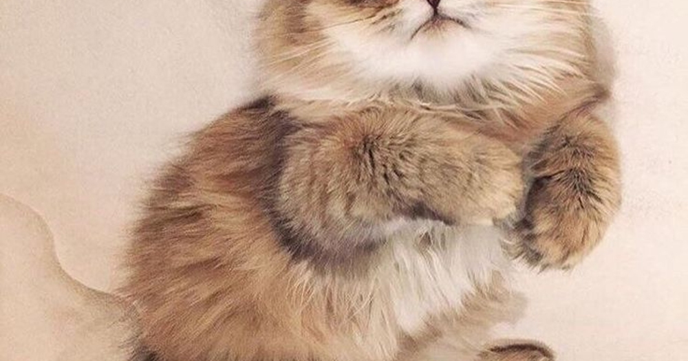 Kedilerin Şapşallık Konusunda Tahtı Kimseye Bırakmayacağını Kanıtlayan 22 Eğlenceli Gif