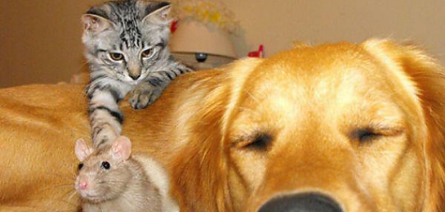 Birbirleriyle Ne Kadar İyi Geçindiklerine İnanamayacağınız Hayvanların Bizlere Dostluk Dersi Veren 17 Sevimli Fotoğrafı