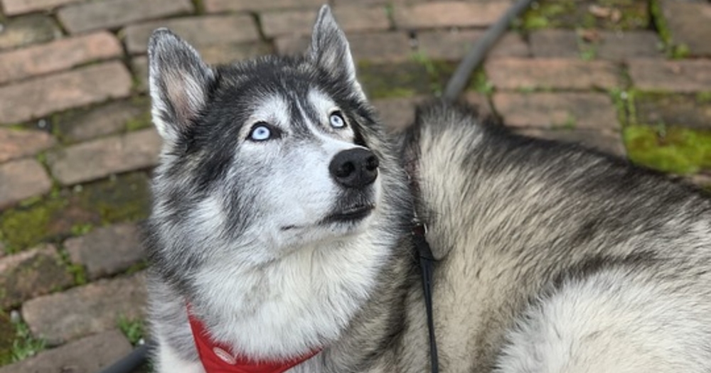 Köpeklerin Çok Şapşik Dostlar Olduğunu Kanıtlayan Gifler
