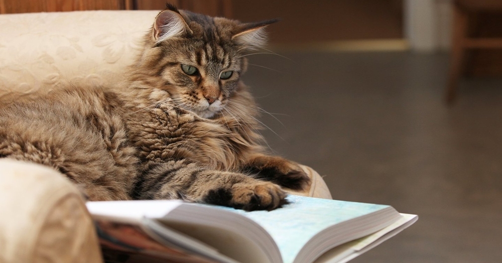 Kitap Okumakta Zorlananlar için Öneriler