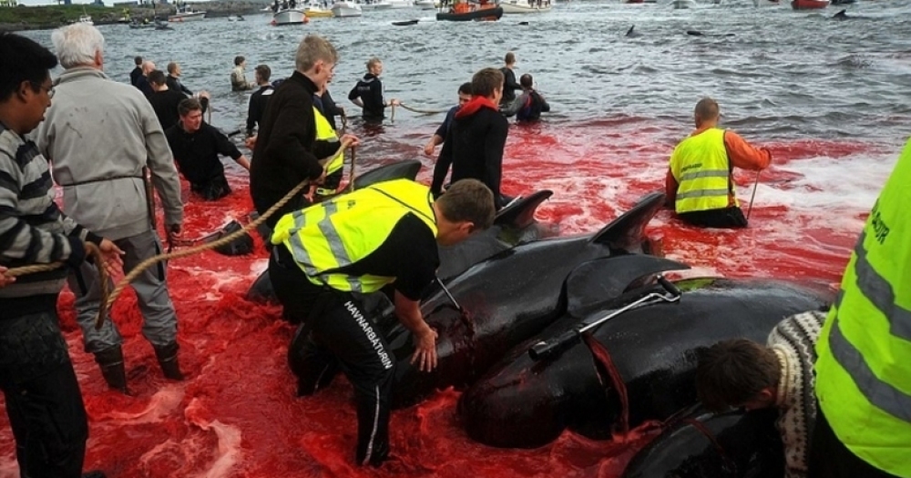 Faroe Adaları'nda Her Yıl Gerçekleşen Balina Katliamından İnsanlığa Lanet Ettirecek 5 Kare