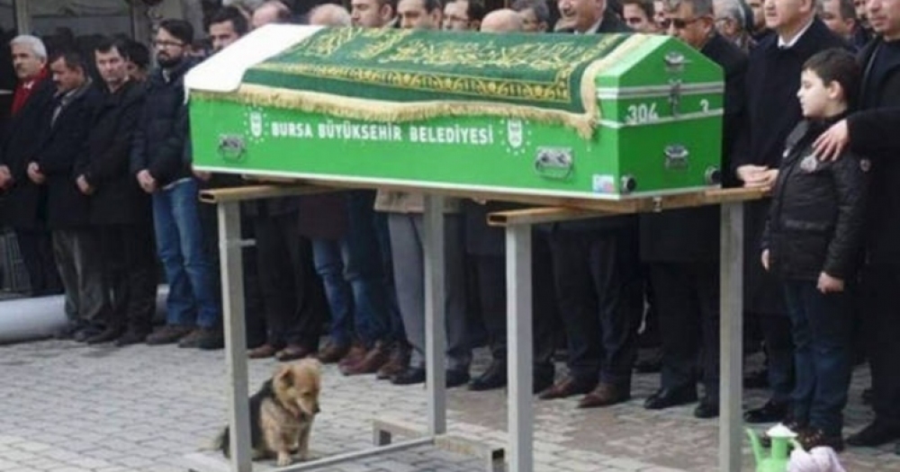 Sahibi Öldükten Sonra Bile Yanından Bir An Olsun Ayrılmayan Sadık Köpek Cesur'un Hikayesinden 10 Kare