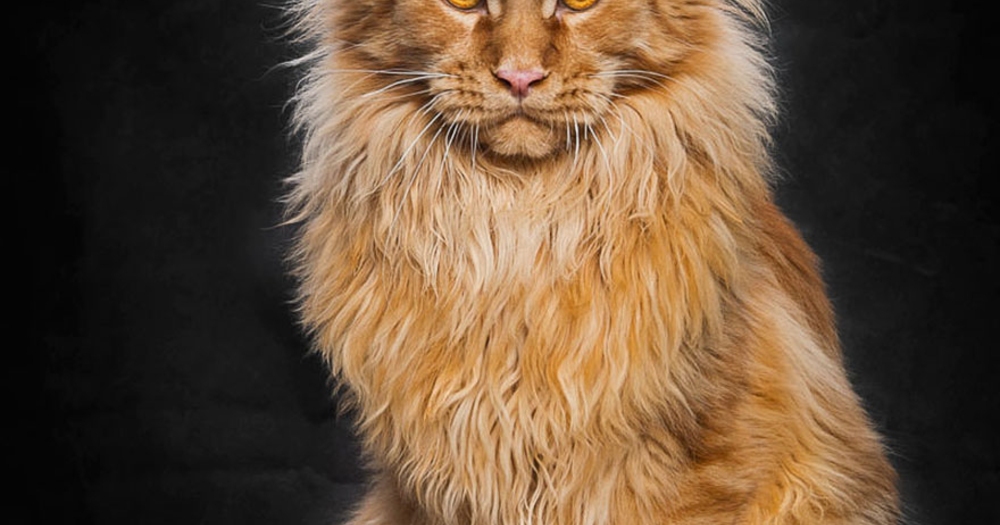 Dünyanın En İri Evcil Kedi Türü Olan Maine Coon Cinsine Ait 25 Pofuduk Fotoğraf Karesi