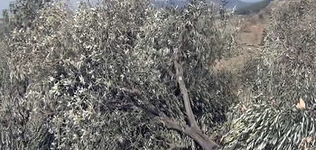 Termik santral yapımı için 6 bin zeytin ağacını kestiler!