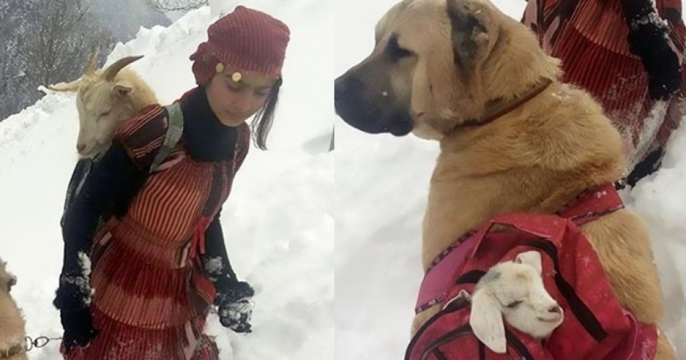 Köpeğiyle Birlikte Bir Keçiyi ve Yavrusunu Kurtaran Rizeli Kızın Hikayesinden 6 Kare