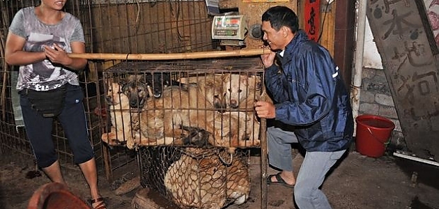 Her Yıl Çin'de Gerçekleşen Yulin Köpek Yeme Festivalinden İçinizi Acıtacak 11 Kare