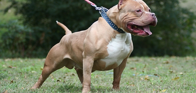 Dünya Üzerindeki En Tehlikeli 26 Köpek Türü