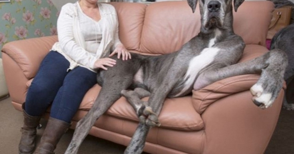 Dünyanın En Büyük Köpeği Freddy'nin Sizleri Hayrete Düşürecek 5 Fotoğrafı
