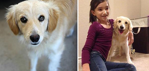 Kendilerine Sıcak Birer Yuva Bulmuş 18 Sevimli Köpeğin Barınaktan Alınmadan Önceki ve Sonraki Halleri