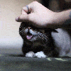 kedi yavrularındaki inanılmaz sevimlilik / #1048065