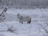 oymyakon