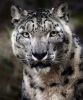 snow leopard / #2156622