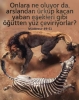 ürkmüş yaban eşeklerinin bu aralar şov yapması / #2292733