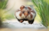 hamster