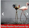 hiçbir sözlük kızından mesaj almamış olmak / #1780562