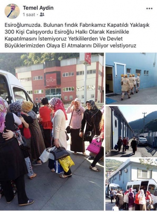 trabzon da kapanan fındık fabrikası ve işçileri