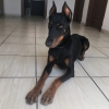 doberman / #1472835