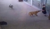 sokak köpeklerini besleyin sadece 1 euro / #2248997
