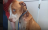 veterinere götürülen köpeğin bakışındaki ifade / #2104383